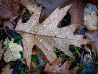 Rot-Eichen Blatt mit Wassertropfen